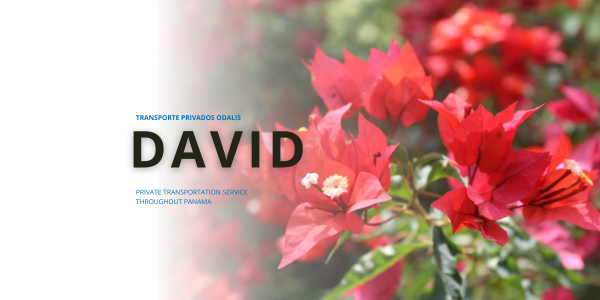 David