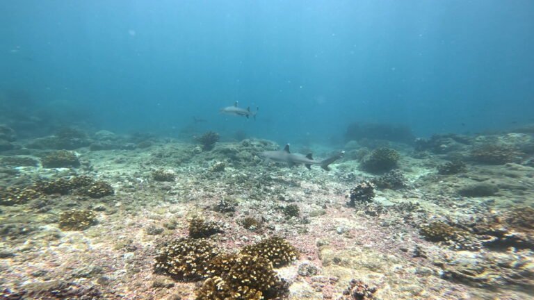 GX010134_1724765139842